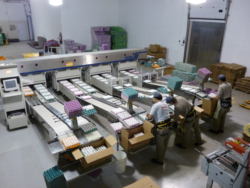 Sector de envasado de producto terminado